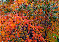 Fall Foliage in Plumas County