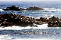 Seals @ Point Lobos