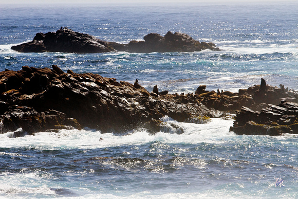 Seals @ Point Lobos