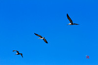 Pelicans @ Point Lobos