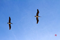 Birds @ Point Lobos