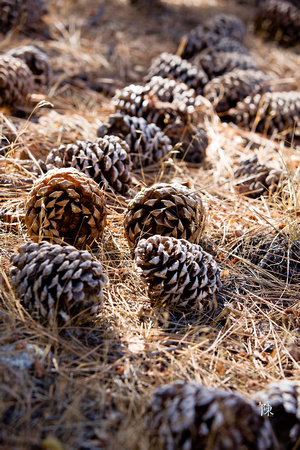 Land of the Pine Cones