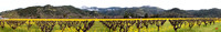 Mustard Season Panorama
