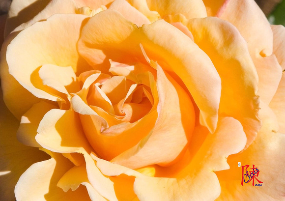 Closeup of a Rose