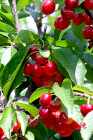 Cherry Bunches