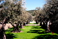 Kenzo Estate - Olive Tree Grove