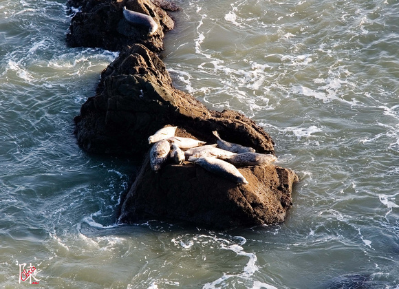 Harbor Seals Sunnin'