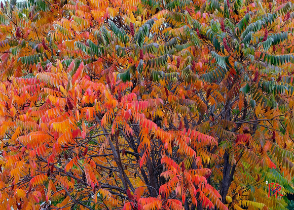 Fall Foliage in Plumas County