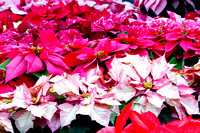 Poinsettia Display @ The Flower Fields