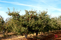 Apple Tree Orchard