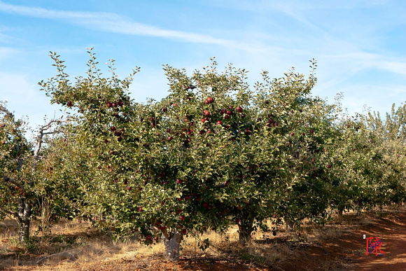 Apple Tree Orchard