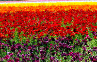 Fields of Color