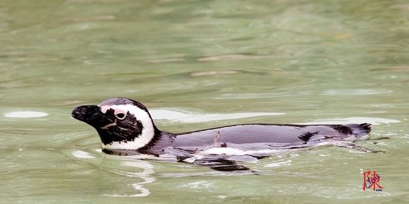 Penguin going for a swim