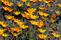 The Flower Fields - Carlsbad, CA