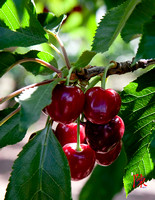 Bing Cherries Hangin'