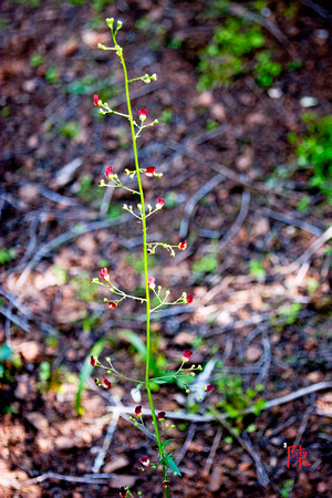 Young Wildflower Plant